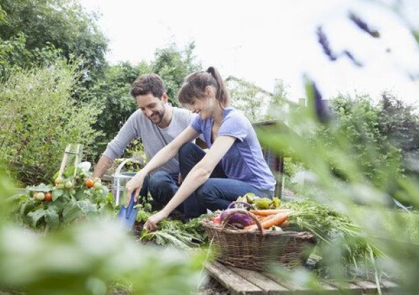 Lächelndes Paar bei der Gartenarbeit im Gemüsegarten.