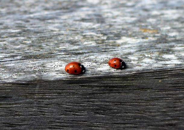 2 Marienkäfer