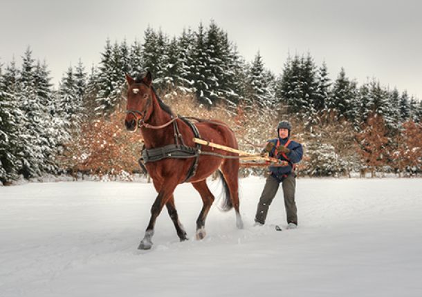 Mann beim Skijöring, steht auf speziellen Skiern und wird im Winter von einem Pferd gezogen.