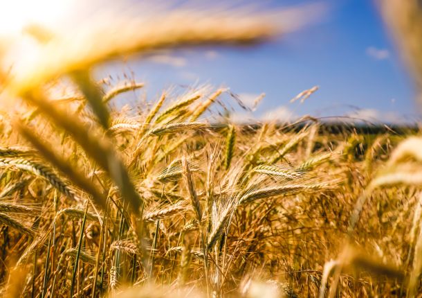 Weizenfeld mit reifen Kornähren, das sanft im Wind weht.