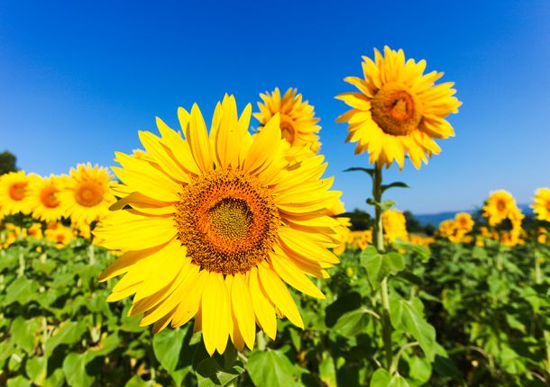 Sonnenblumenfeld in Frankreich