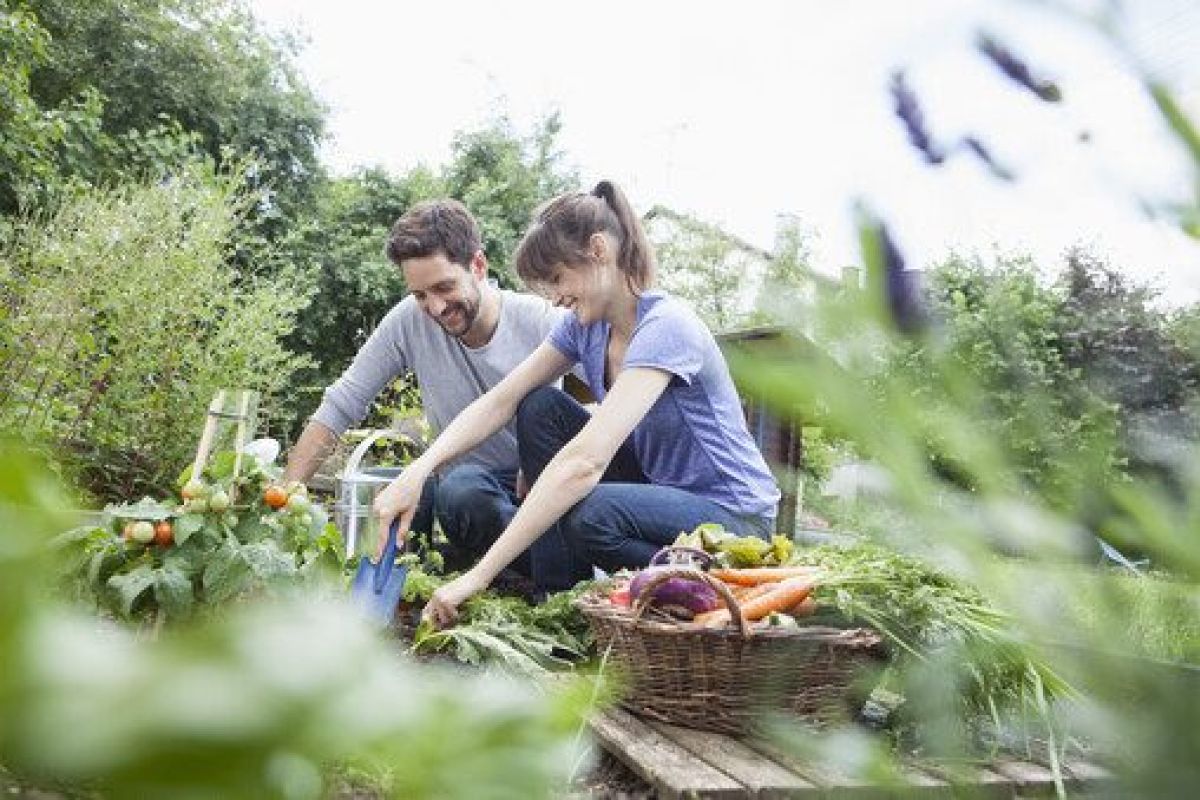 Lächelndes Paar bei der Gartenarbeit im Gemüsegarten.