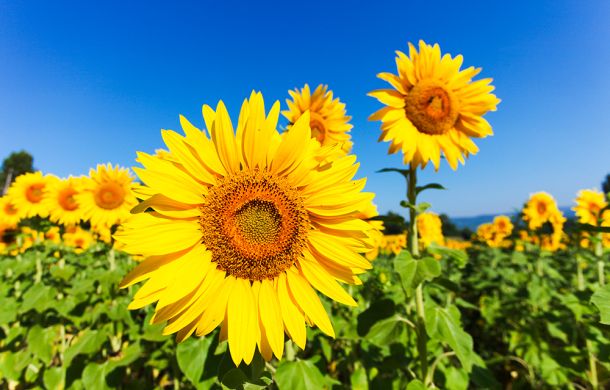 Sonnenblumenfeld in Frankreich